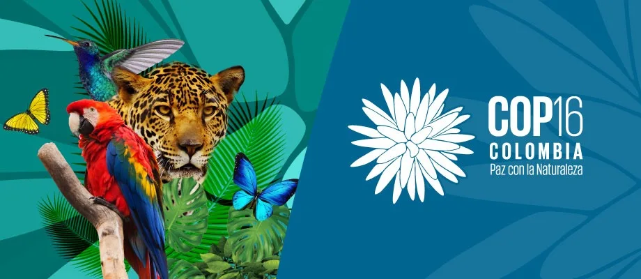 Atlantic Forest and Gran Chaco: the two Argentine regions of the biodiversity credit projects.