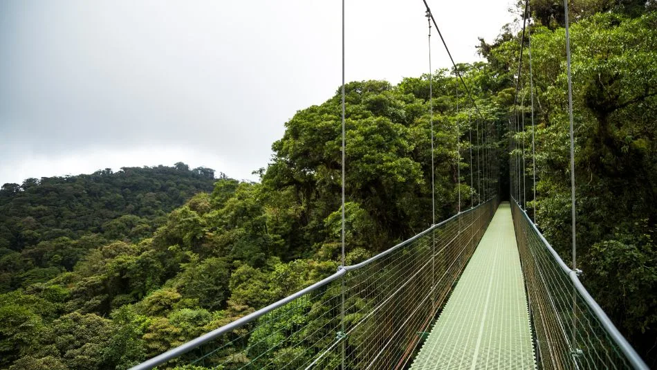 Hanging bridge in the rainforest.
