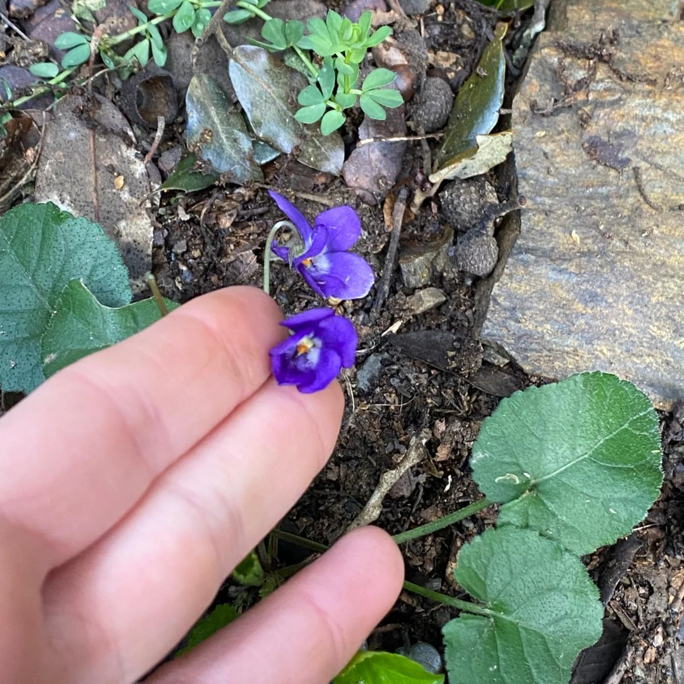 A hand gently holds a wild violet among leaf litter and green leaves.