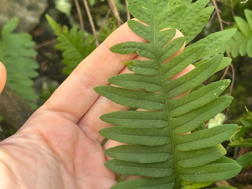 Fern frond held in the hand during species identification.