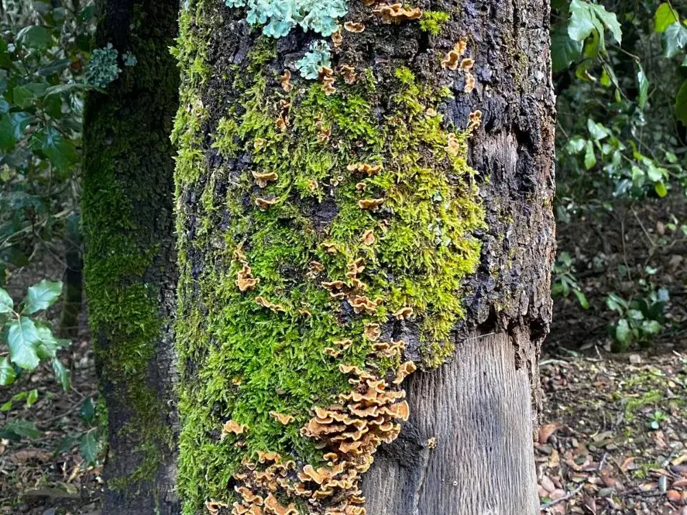 Tree trunk covered in moss and fungi, an indicator of forest moisture and maturity.