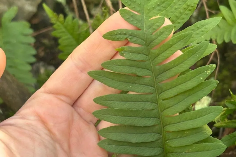 Fronda de helecho sostenida en la mano durante un muestreo de biodiversidad.