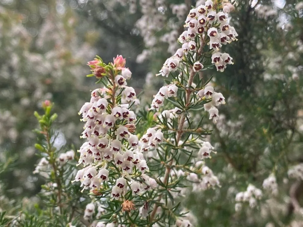 Brezo en flor en el sotobosque del Montseny.