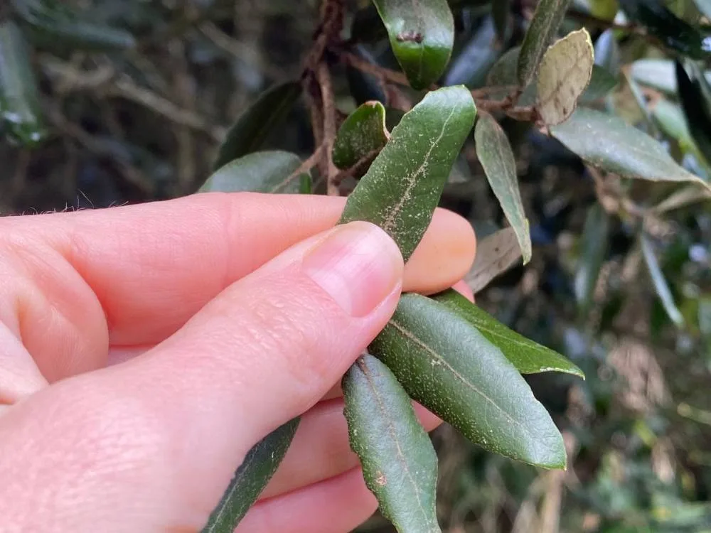 Hoja de encina examinada durante un muestreo de vegetación.