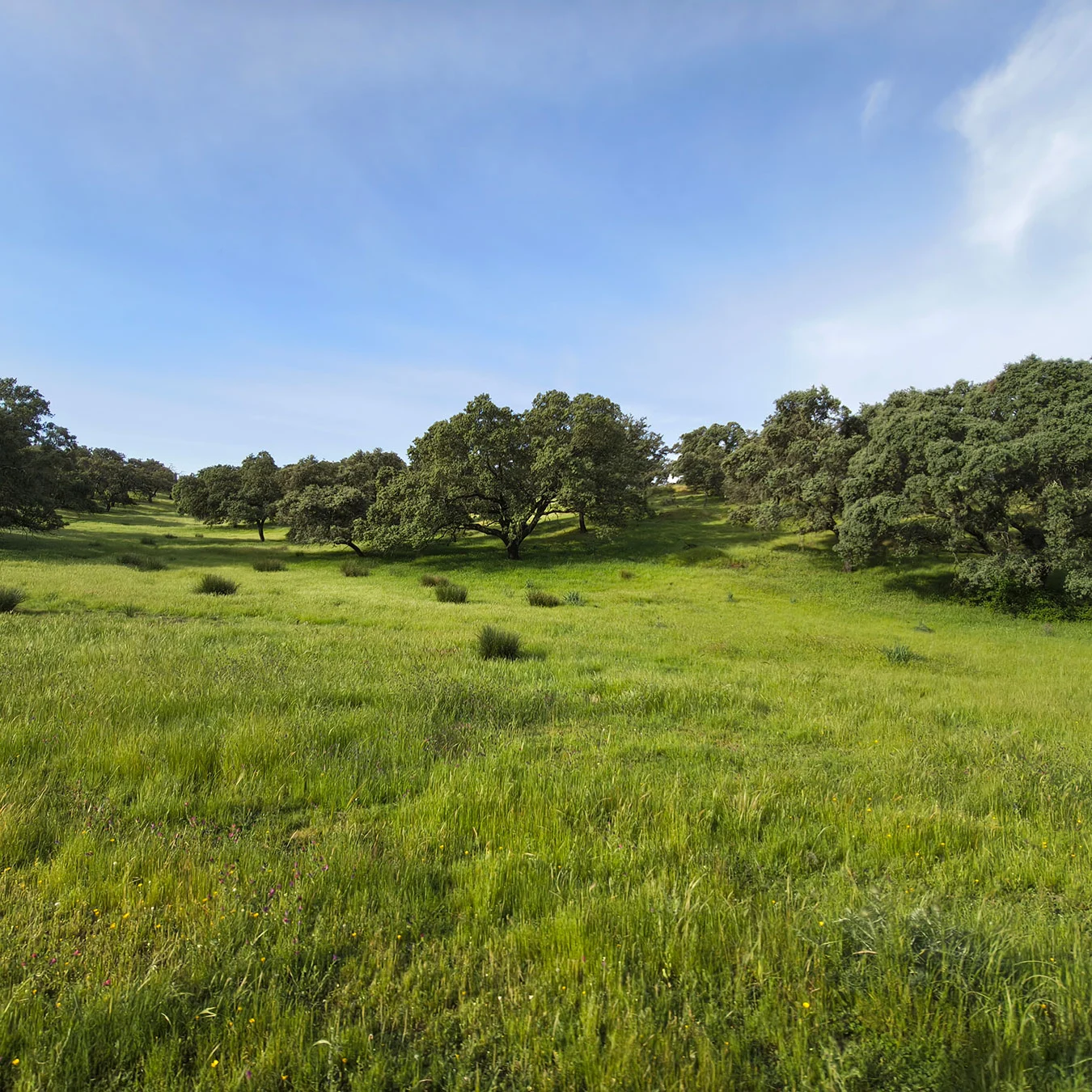 Holm oak dehesa on a green meadow under a blue sky.